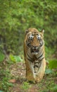 Tiger, Panthera tigris, Jim Corbett National Park, Nainital, Uttarakhand, India