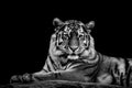 Tiger - Panthera tigris Royalty Free Stock Photo