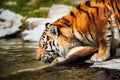 Tiger - Panthera tigris Royalty Free Stock Photo