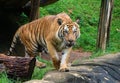 The tiger Panthera tigris is the largest cat species