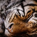 Sleeping Tiger Close Up Square Format Royalty Free Stock Photo