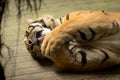 Tiger (Panthera tigris) licking his claws