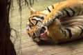 Tiger (Panthera tigris) licking his claws