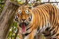 A tiger with open mouth walking in a zoo Royalty Free Stock Photo