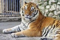 Wid animal. Tiger - Panthera tigris Royalty Free Stock Photo