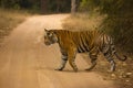 Tiger Panthera tigris tigris- Mahaman male, Bandhavgarh Tiger Reserve, Madhya Pradesh, India Royalty Free Stock Photo