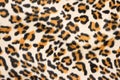 Tiger pattern