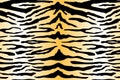 Tiger pattern background. Vector wild animal skin texture, black stripes print on white orange gradient background Royalty Free Stock Photo