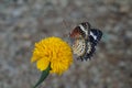 Tiger pattern butterfly caught on a yellow flower