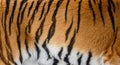 Tiger pattern design. Real fur texture. Animal print pattern tile background Royalty Free Stock Photo