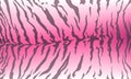 Tiger pattern design, vector pink illustration for girls background. Texture
