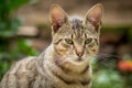 Tiger patterned stray cat sitting in the grass and posing to the