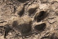 Tiger paw print.