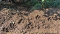 Tiger paw prints are visible on the clay soil.