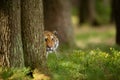Tiger peeping from behind a tree. Dangerou animal in the forest. Siberian tiger, Panthera tigris altaica Royalty Free Stock Photo