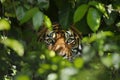 Tiger Peering Through Foliage in the Wild. Generative AI Royalty Free Stock Photo