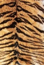 tiger pelt with beautiful stripes Royalty Free Stock Photo