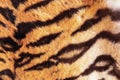 tiger pelt detail