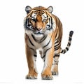 Ultra-realistic Tiger Photo With Soft Lighting And Super Detail