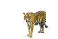 Tiger pictures on white background have different verbs