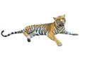 Tiger pictures on white background have different verbs