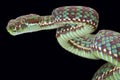 Tiger pit viper (Trimeresurus venustus)