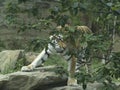 Tiger Plays Hide And Seek