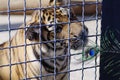 A tiger plays with an ostrich feather in a zoo