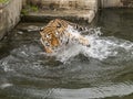 Tiger plays in the water