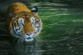 Photos of tiger naturally