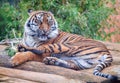 The tiger Panthera tigris is the largest cat species Royalty Free Stock Photo