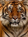 Tiger Portrait