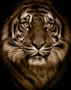 Tiger Portrait Royalty Free Stock Photo