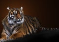 Tiger portrait Royalty Free Stock Photo