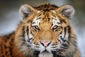 Tiger portrait. Aggressive stare face. Danger look. Royalty Free Stock Photo