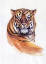 Tiger portrait. Watercolor illustration. Hand drawn animal on white Royalty Free Stock Photo