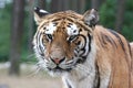 Tiger Portrait-Close Up Face Shot
