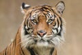 Tiger portrait Royalty Free Stock Photo