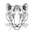 Tiger portrait, head Sketch drawing. Black contour on a white background. Vector Royalty Free Stock Photo