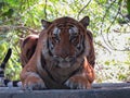 Tiger portrait  looking in camera Royalty Free Stock Photo