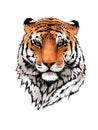 Tiger portrait illustration. Wild cat head detailed drawing. Majestic predator bengal art isolated over white Royalty Free Stock Photo