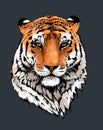 Tiger portrait illustration. Wild cat head detailed drawing. Majestic predator bengal art isolated