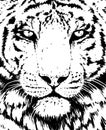 Tiger portrait illustration. Wild cat head detailed drawing. Majestic predator bengal art Royalty Free Stock Photo