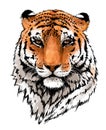 Tiger portrait illustration. Wild cat head detailed drawing. Majestic predator bengal art