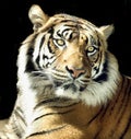 Tiger portrait isolated on black Royalty Free Stock Photo