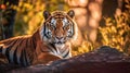 Tiger portrait looking at the camera. AI generative Royalty Free Stock Photo