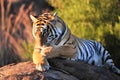 Tiger Royalty Free Stock Photo