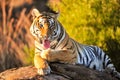 Tiger Royalty Free Stock Photo