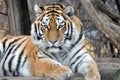 Tiger Royalty Free Stock Photo