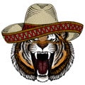 Tiger portrait. Sombrero mexican hat. Wild cat head.